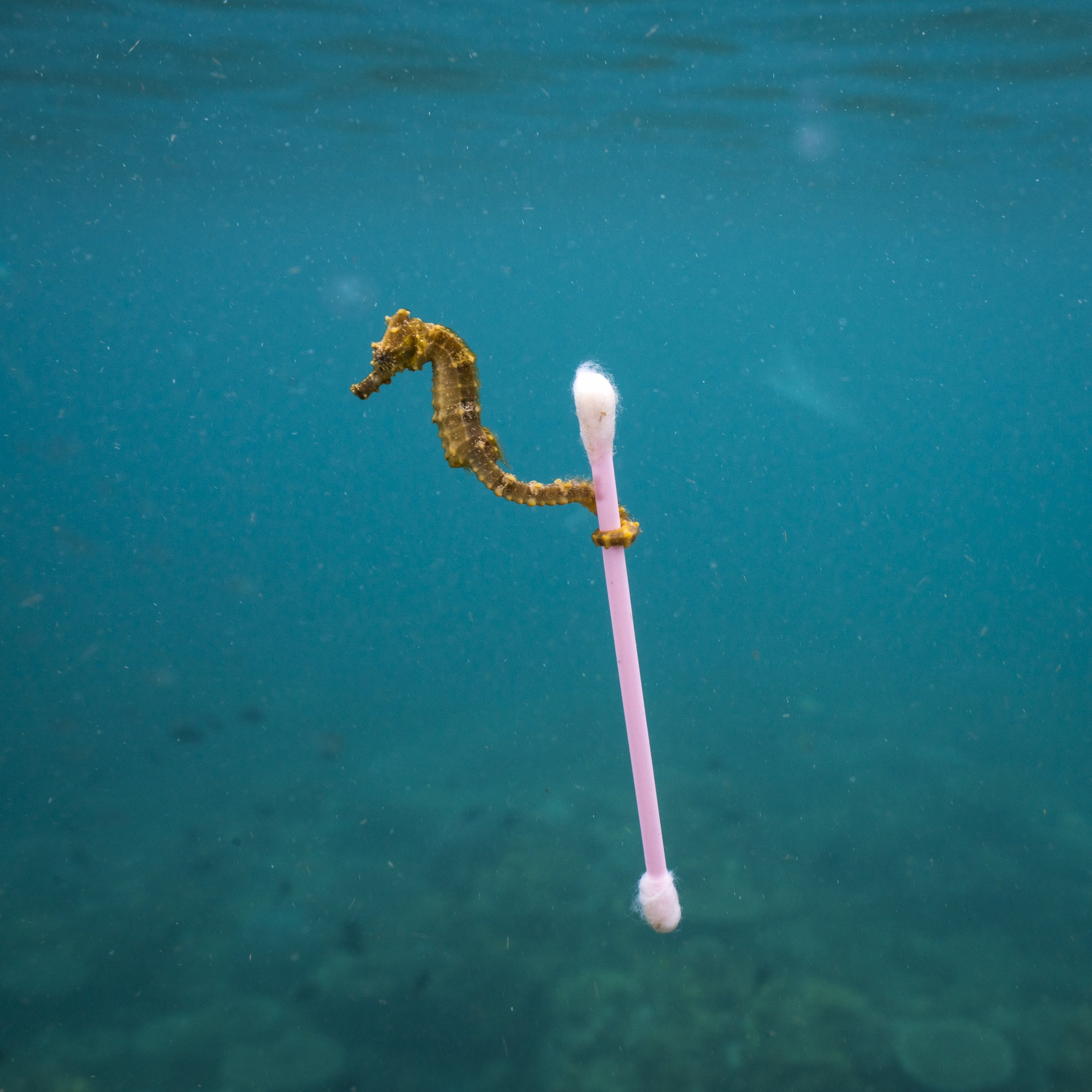 Your Cotton Swabs Are Polluting the Ocean and Ruining This