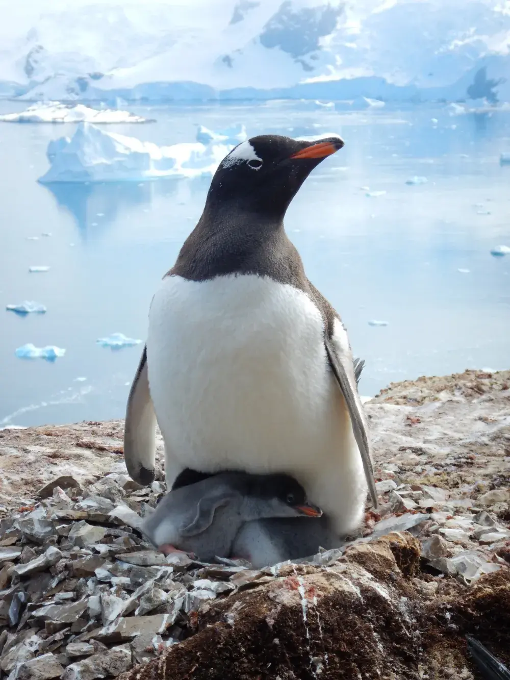 It’s So Cold in Canada That a Zoo Has to Bring Its Penguins Inside