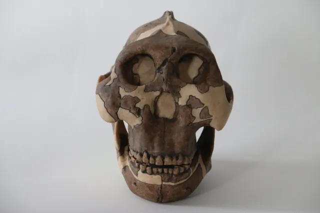 Meet Paranthropus Boisei, The Ancient Hominin That Gave Humans Genital Herpes