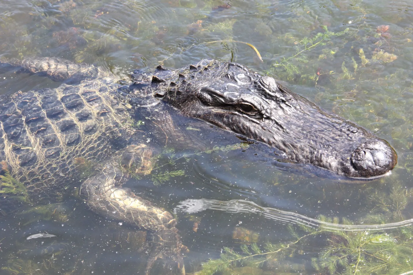 amazing video shows python battling alligator on... Alligator Versus Python: Fierce Predators Battle on Florida Golf Course ...