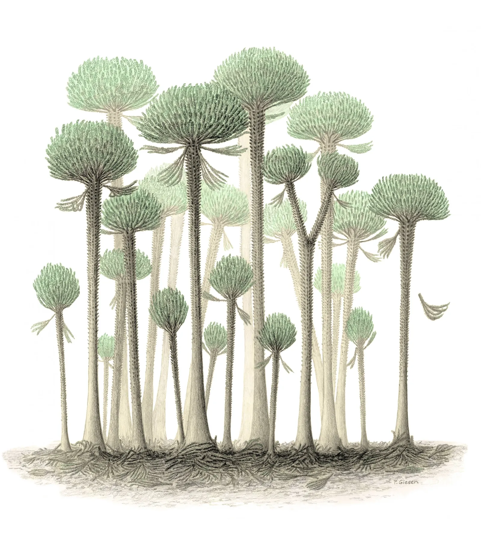 First Scale Trees First Trees on Earth Ripped Themselves Apart to Grow Larger - Newsweek