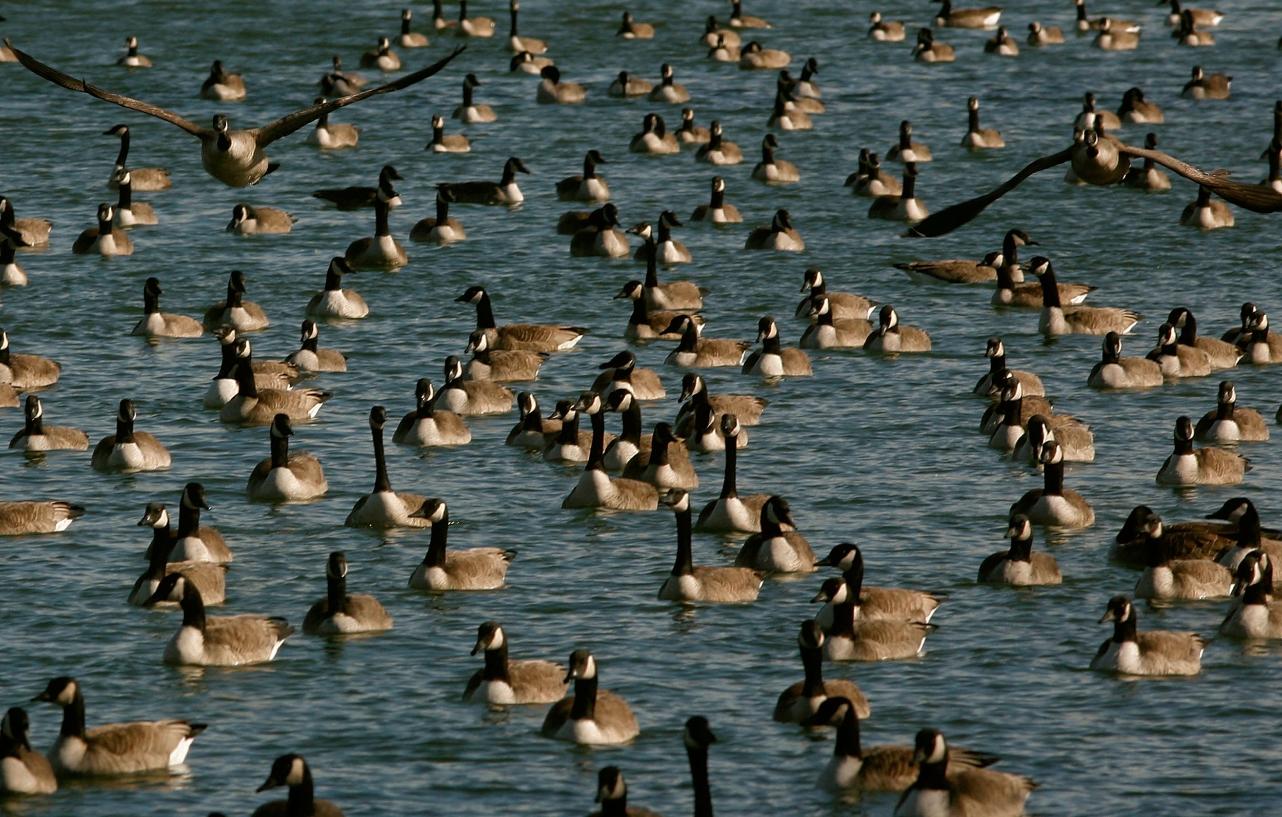 goose clearance canada goose queenstown airport