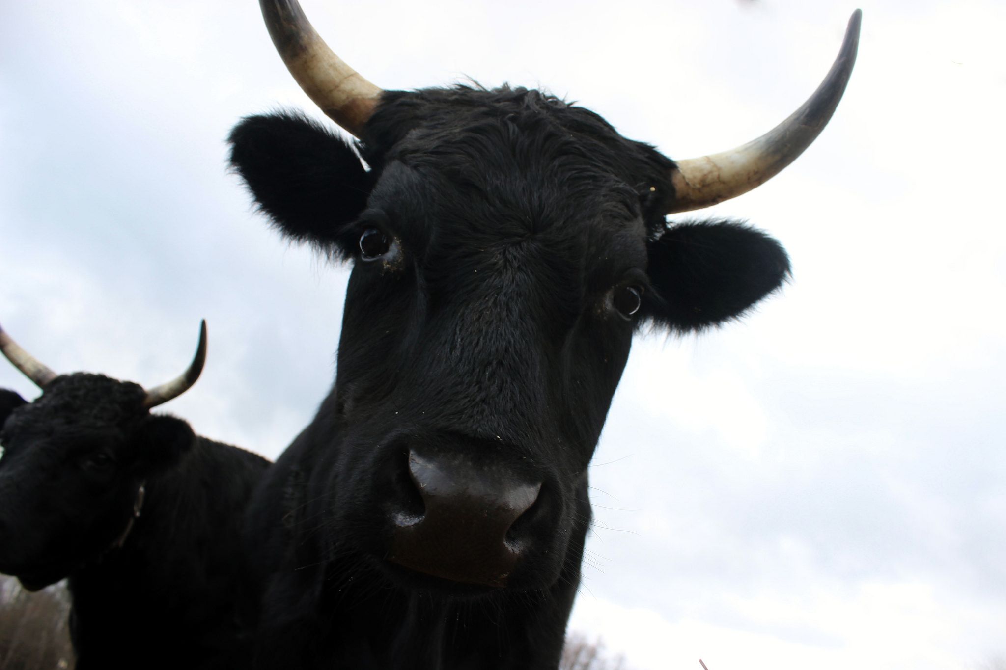 Cow Science: Cattle are Intelligent, Emotional and They Have