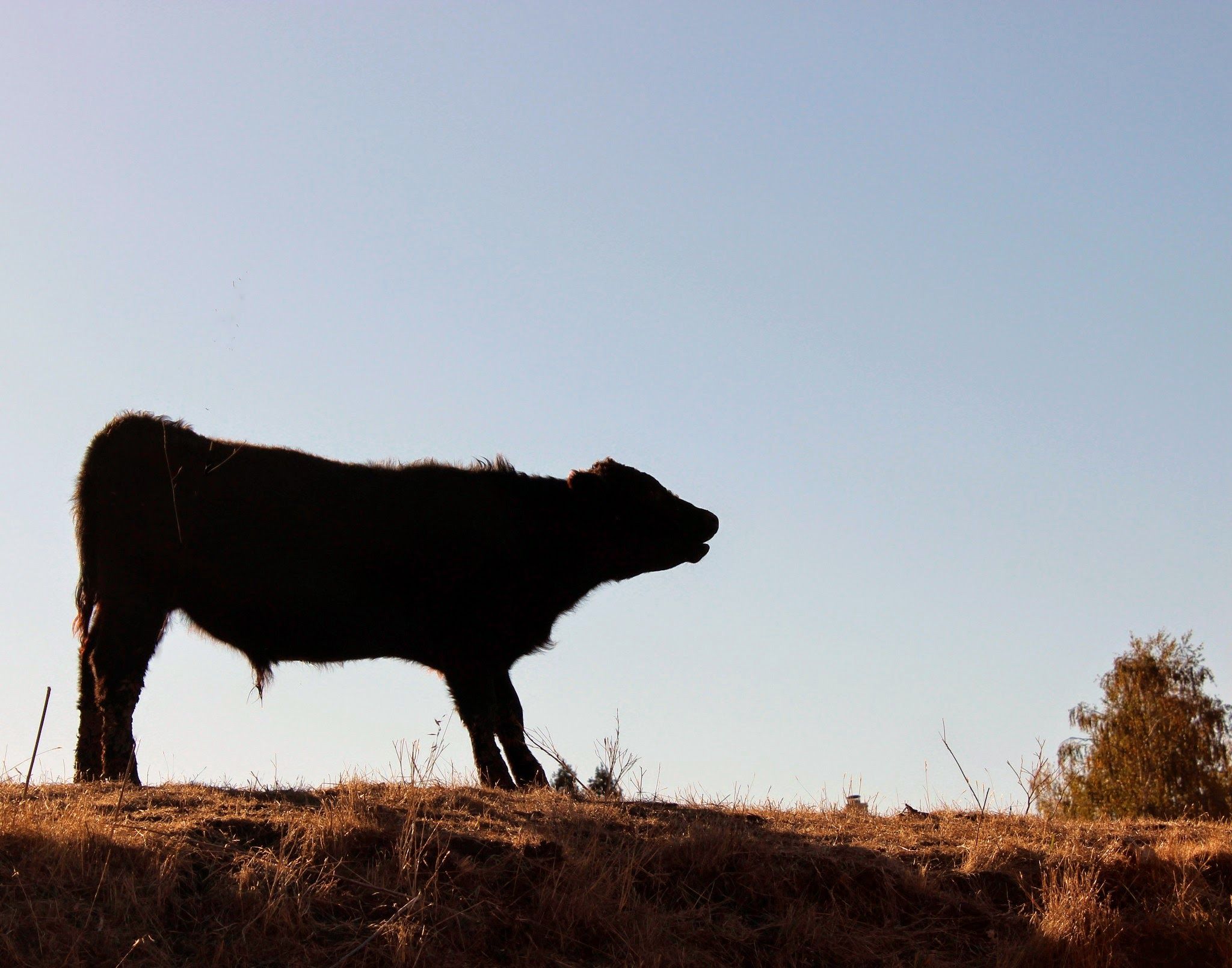 Cow Science: Cattle are Intelligent, Emotional and They Have