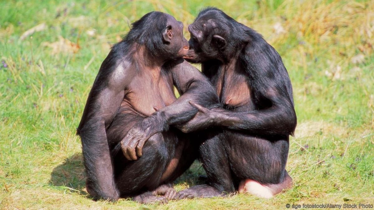 These Primates Help Each Other Get Food, Giving Us One More Reason to ...