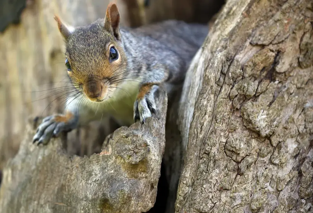 Florida Man Launches Legal Battle to Live With Emotional Support Squirrel Named Brutis