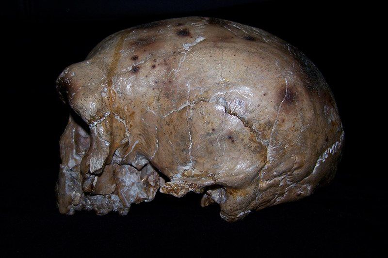 Ancient Hominin Skull From China Suggests Humans Didn't Evolve