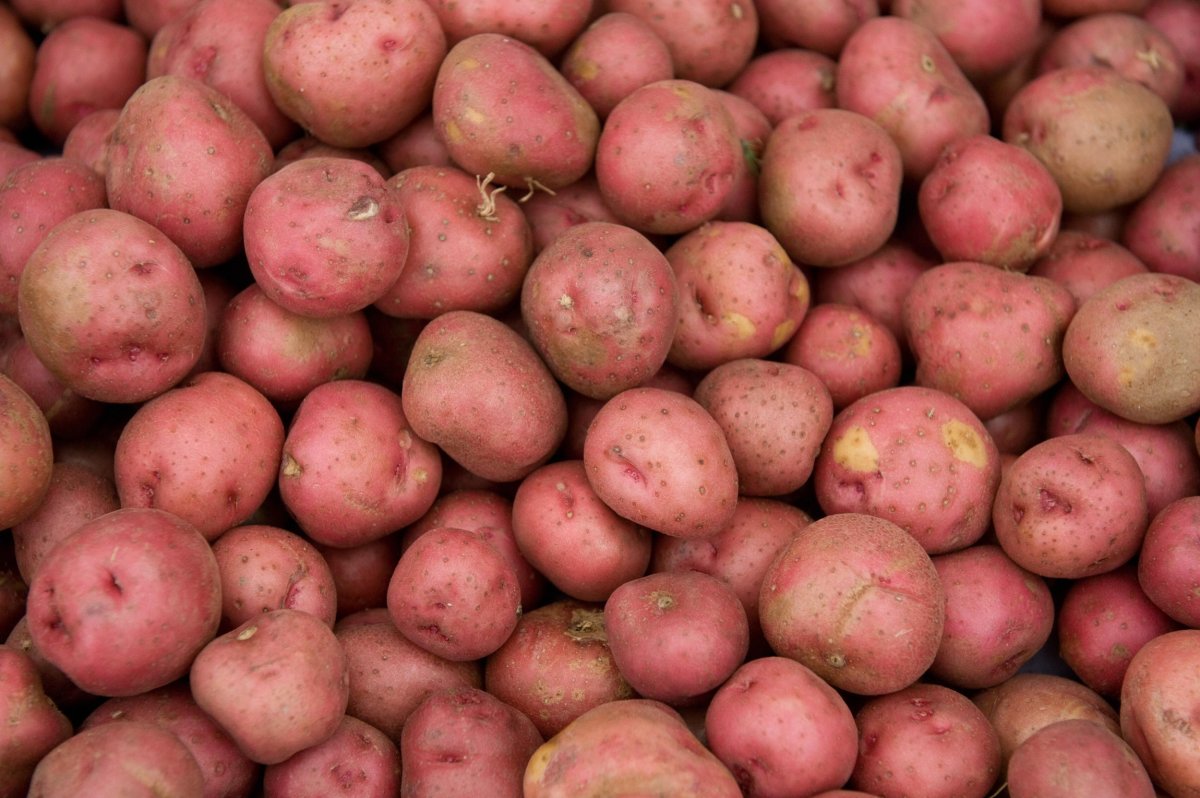 Woman Forgets About Potatoes—Horror at What She Discovers 6 Months Later