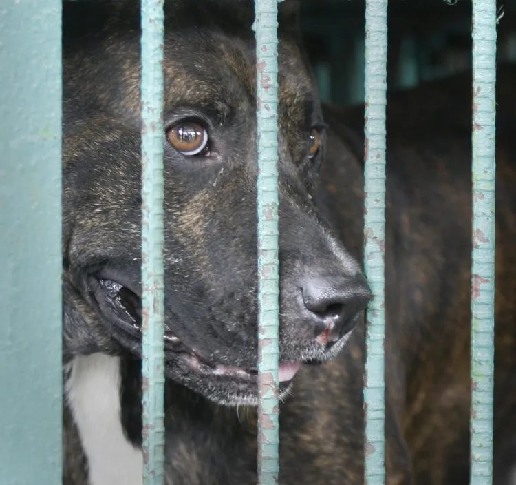 Pregnant Florida Woman Stabs to Death Pit Bull Who Attacked Her Family ...