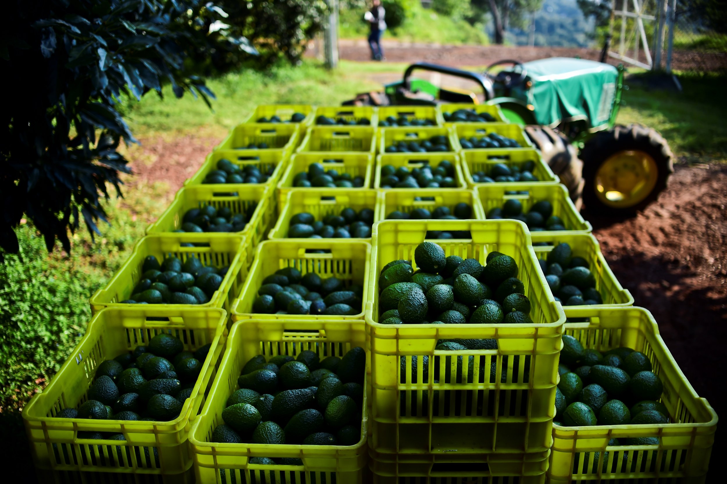 The World's Biggest Avocado is the Size of a Woman's Head - Newsweek