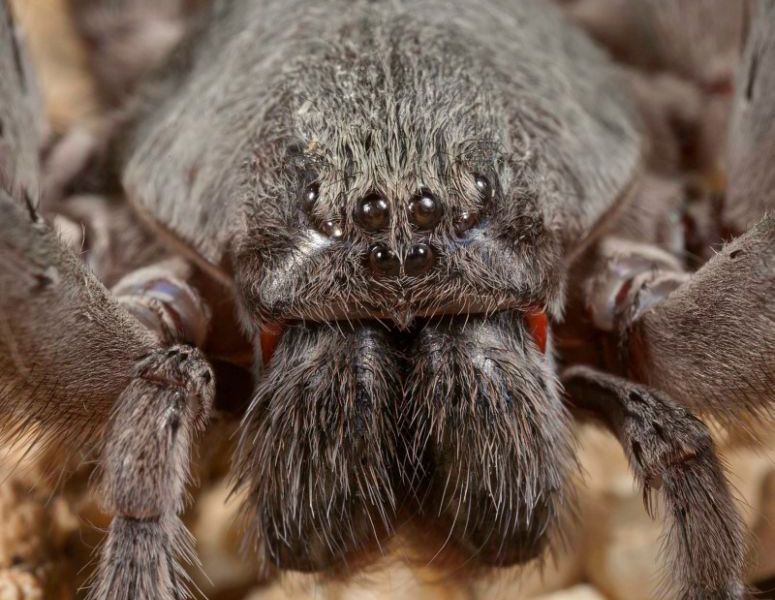 Giant Cave Spider Discovered in Mexico Is the Size of a Softball