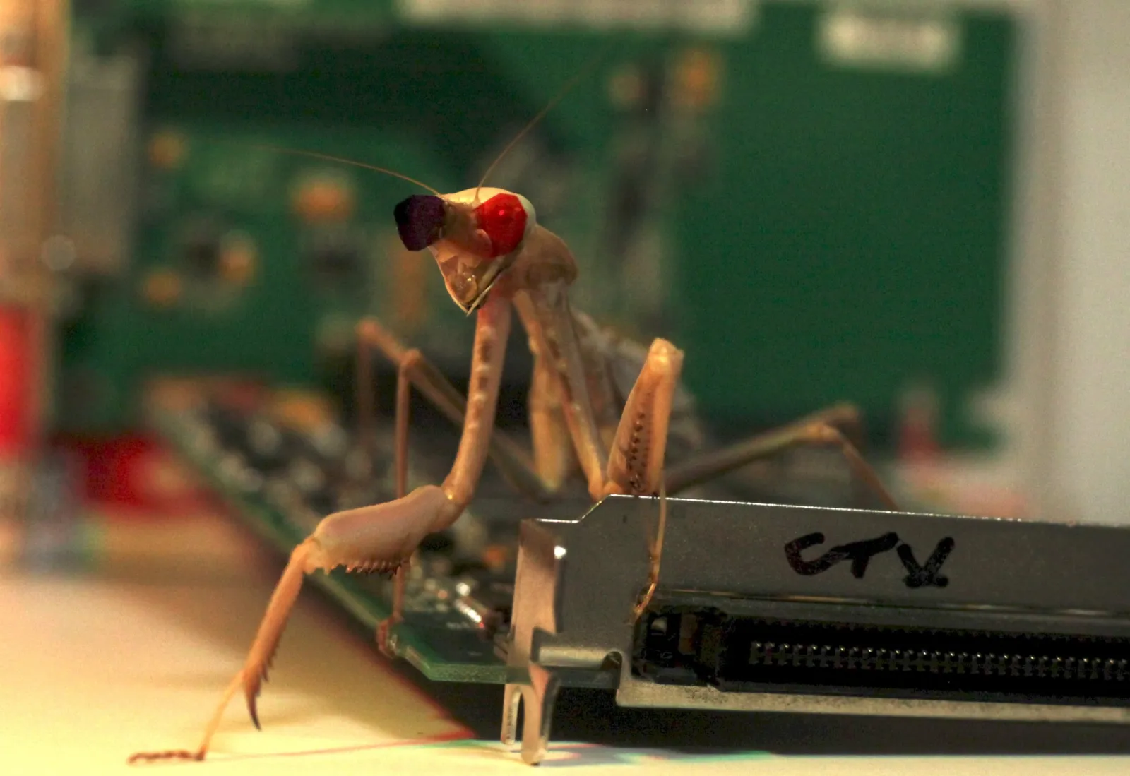 Praying Mantis Computer Screen Praying Mantis Wearing 3-D Glasses Reveals ‘Completely New Form’ of ...