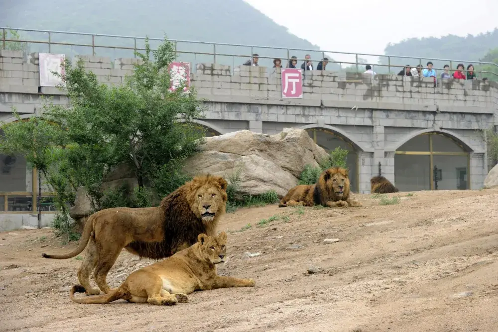 Lion Bites Off Own Tail After Getting Stuck In Freezing Water In Zoo