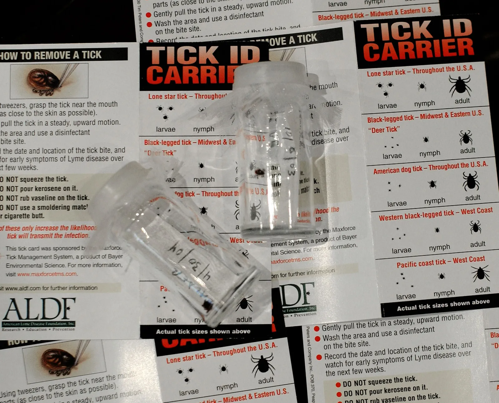 New Invasive Tick Species Discovered in U.S. Has Experts Concerned ...