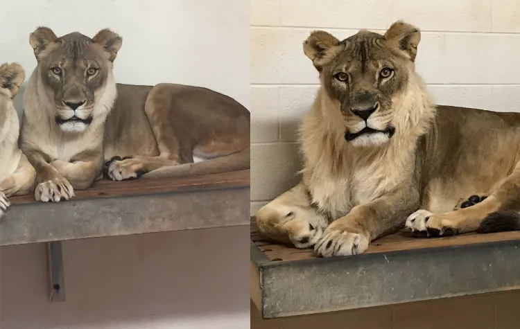 Female Lion at Oklahoma Zoo Suddenly Grew a Luscious Mane and