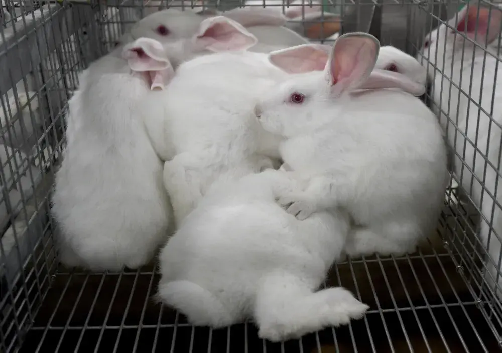 California May Ban Cosmetics Tested on Animals