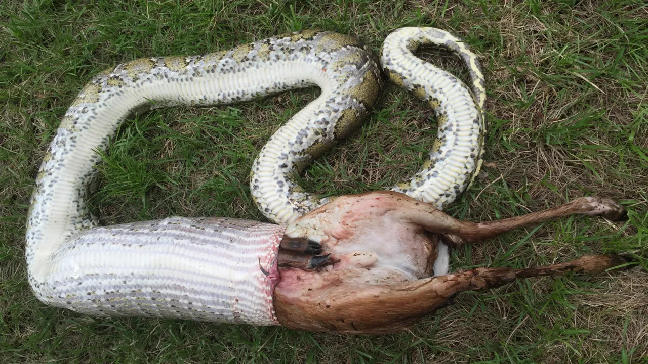 Burmese Python Snake Devours Entire Deer In Florida - Newsweek