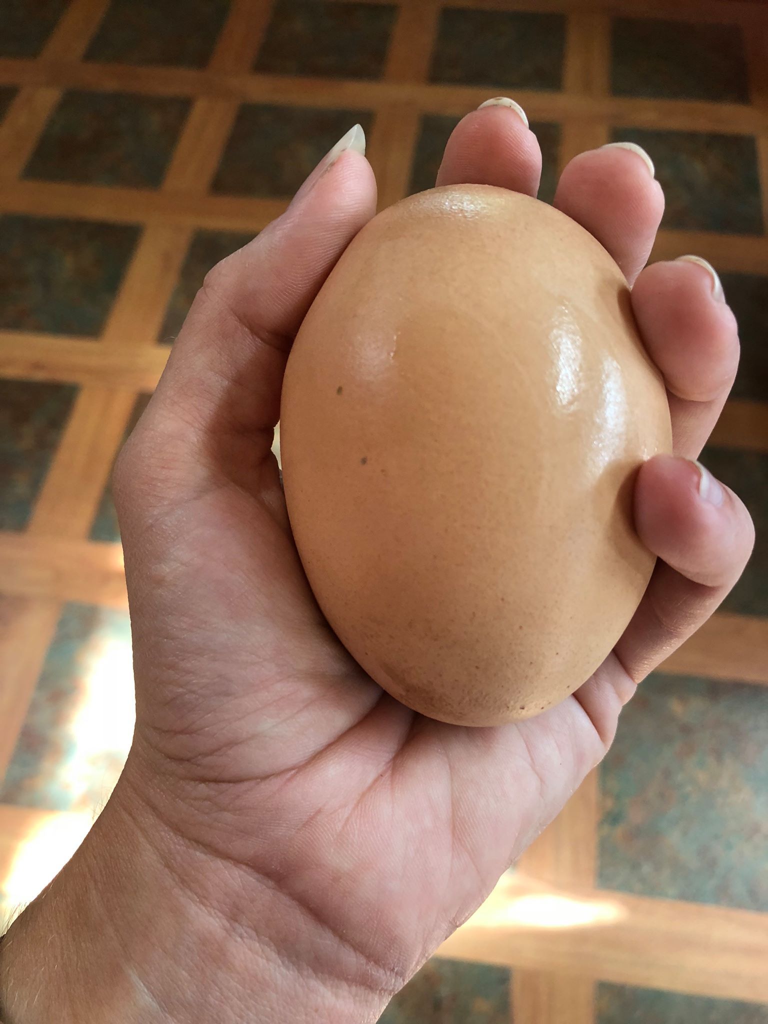 その他 Egg chicken I've Never Seen Anything Like It': Massive Chicken Egg With A