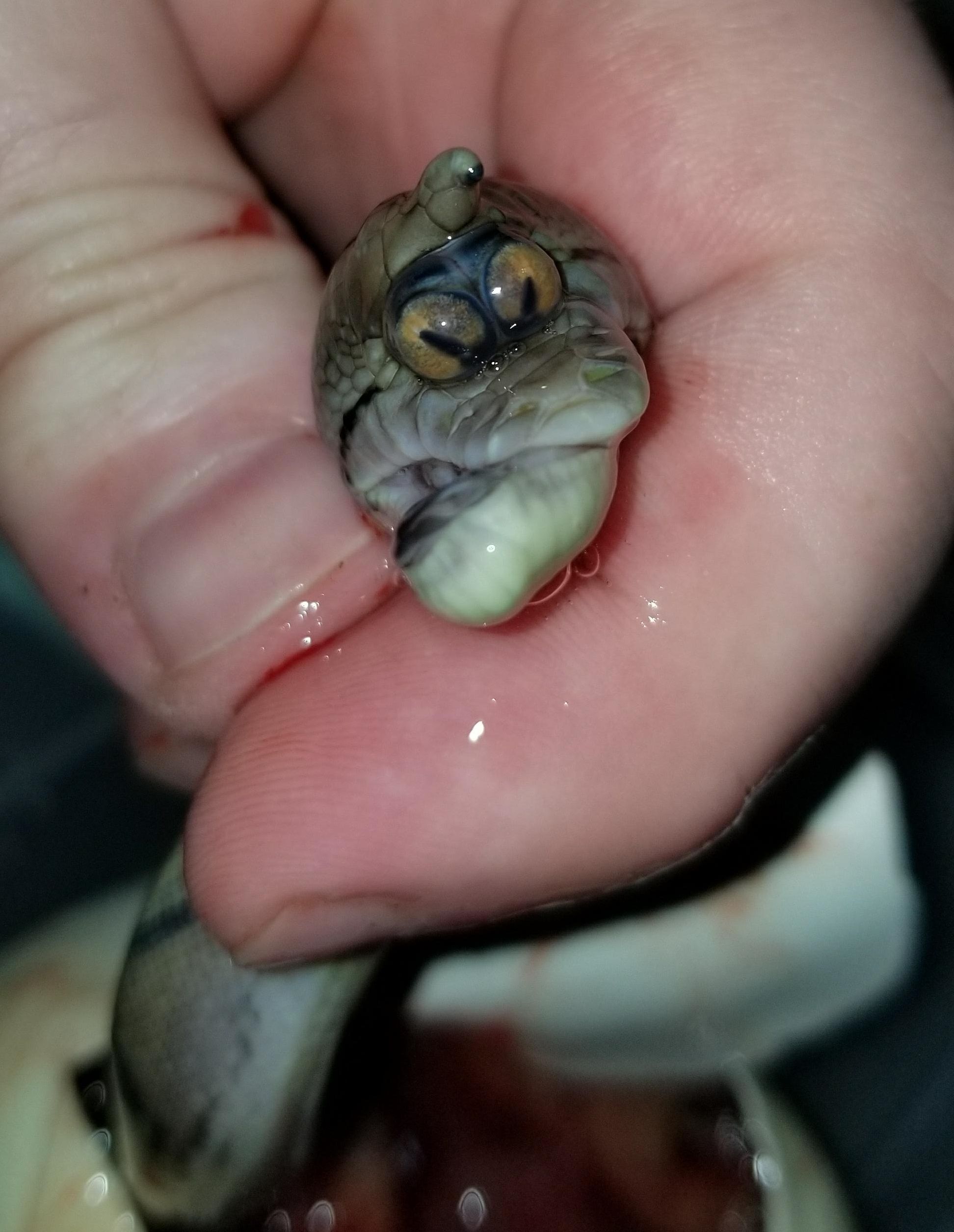 販壳・価格比較 CYCLOPSHRUNKEN HEAD (SNEAK PEEK Ver.) NAOYA x