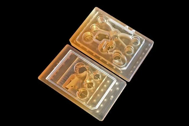 MIT Scientists Make Technology Breakthrough that Could End Animal ...