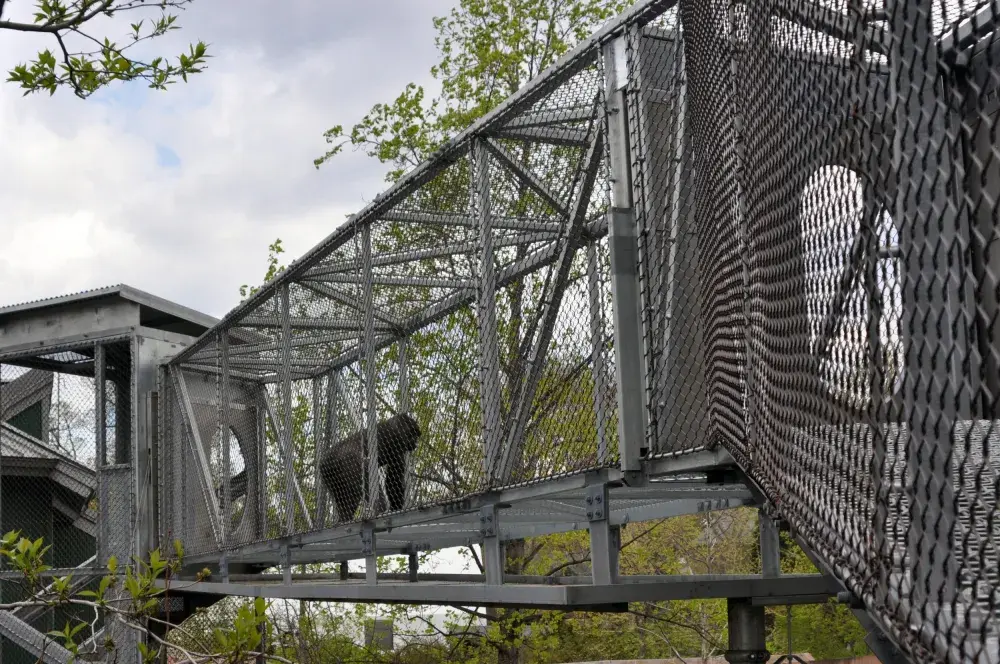 Watch: Philadelphia Zoo Gorilla Louis Walks Upright Like a Human in an Effort to Keep Clean