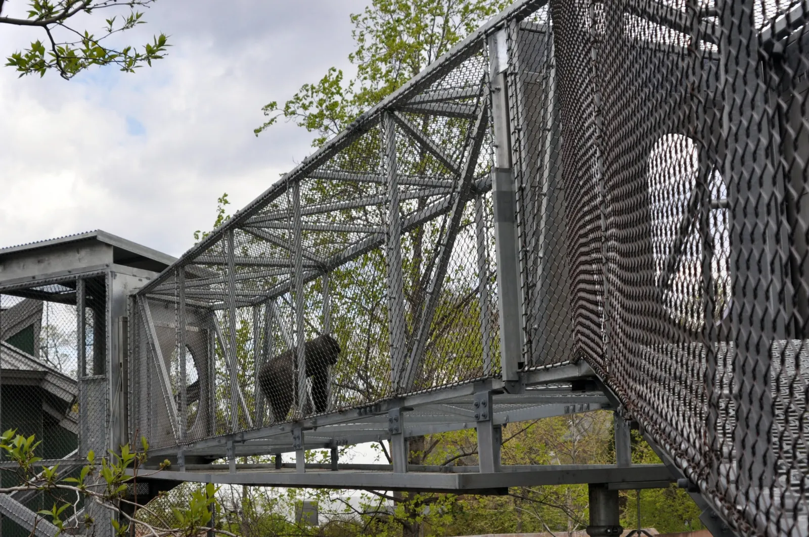 Watch: Philadelphia Zoo Gorilla Louis Walks Upright Like a Human in an ...