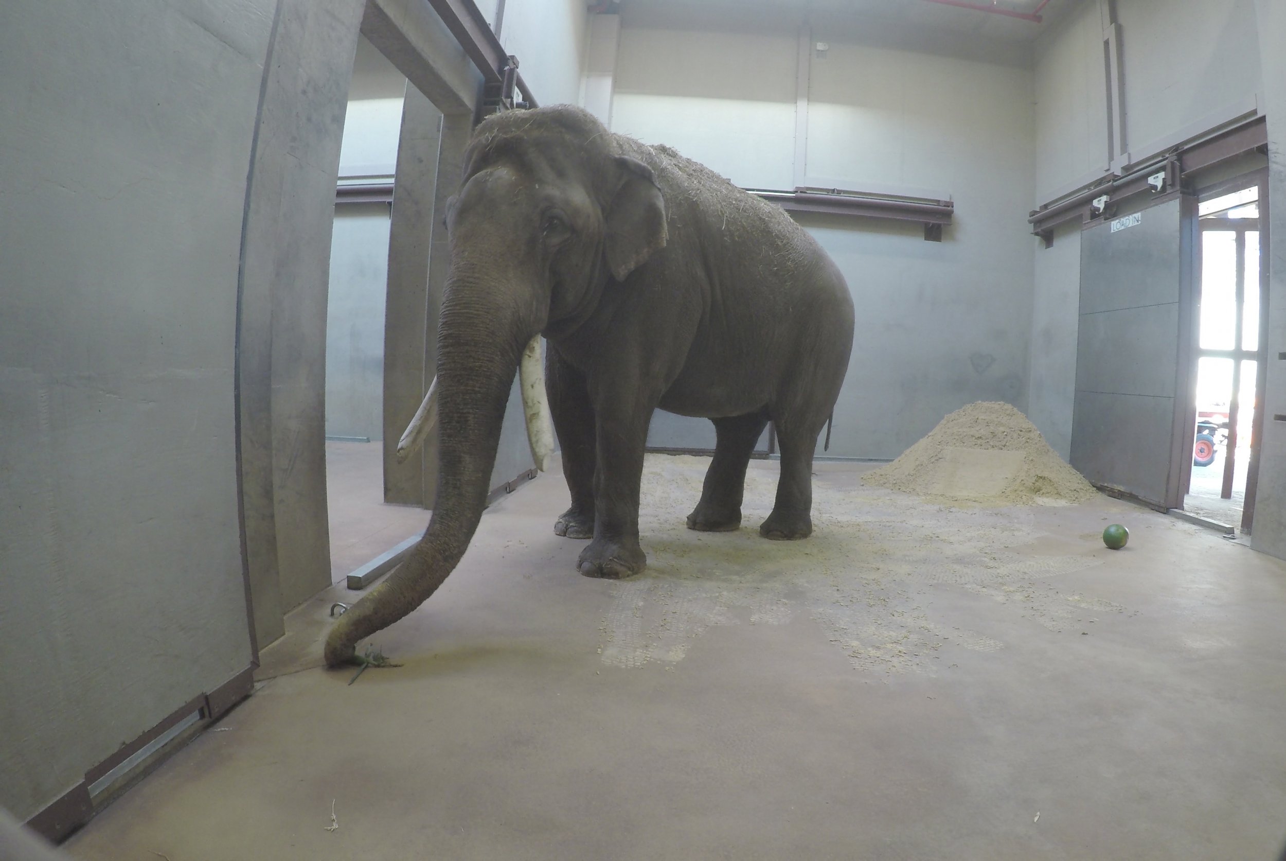 How Spike, the Smithsonian's Zoo Elephant, Moved 900 Miles in One