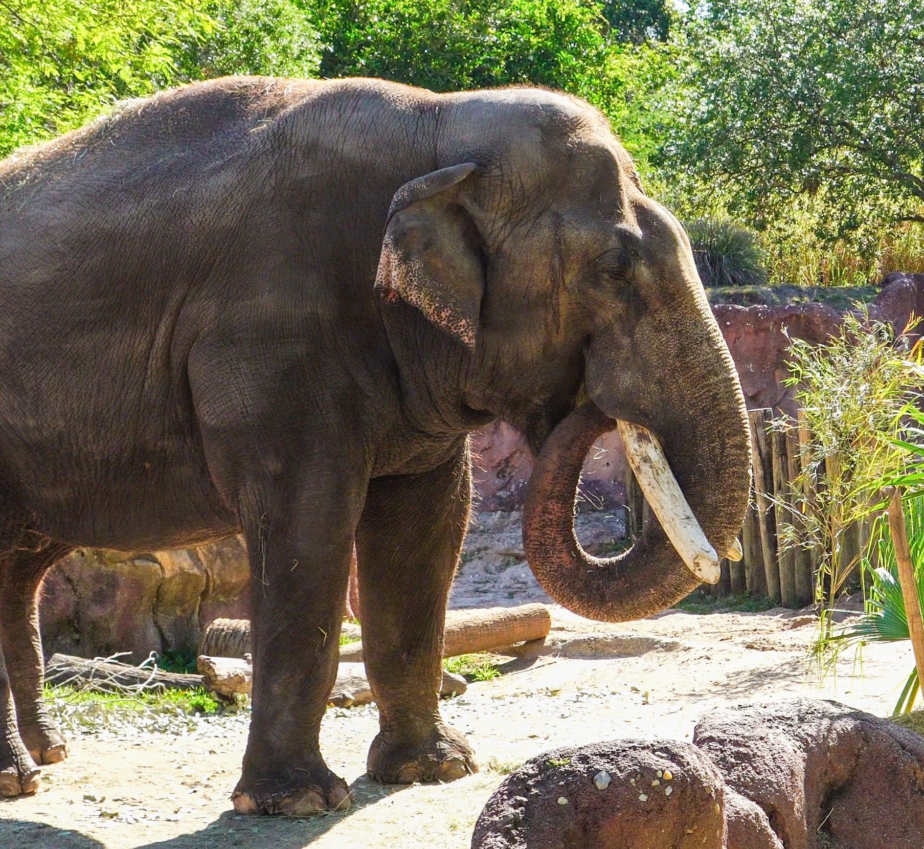 Elephantさま専用 How Spike, the Smithsonian's Zoo Elephant, Moved 900 Miles in One