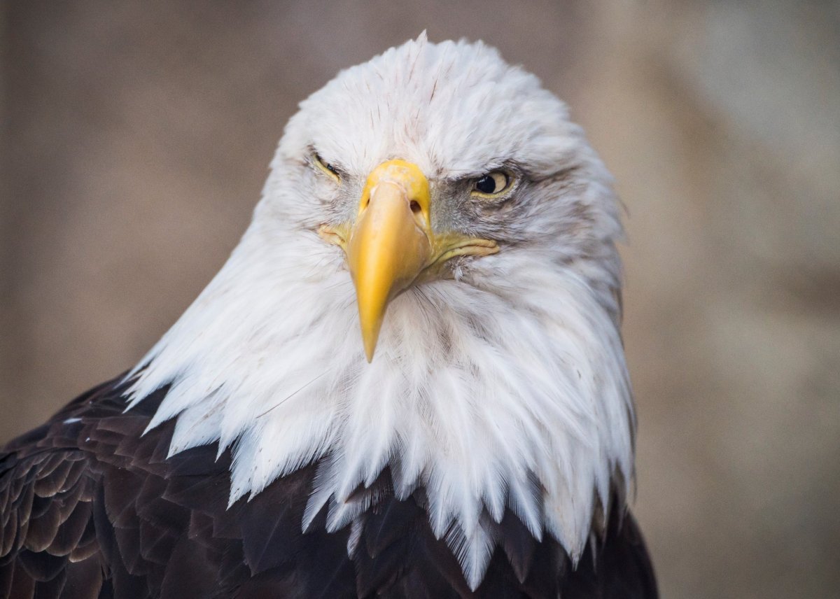 Jackie the Bald Eagle’s ‘Extremely Serious’ Condition Explained