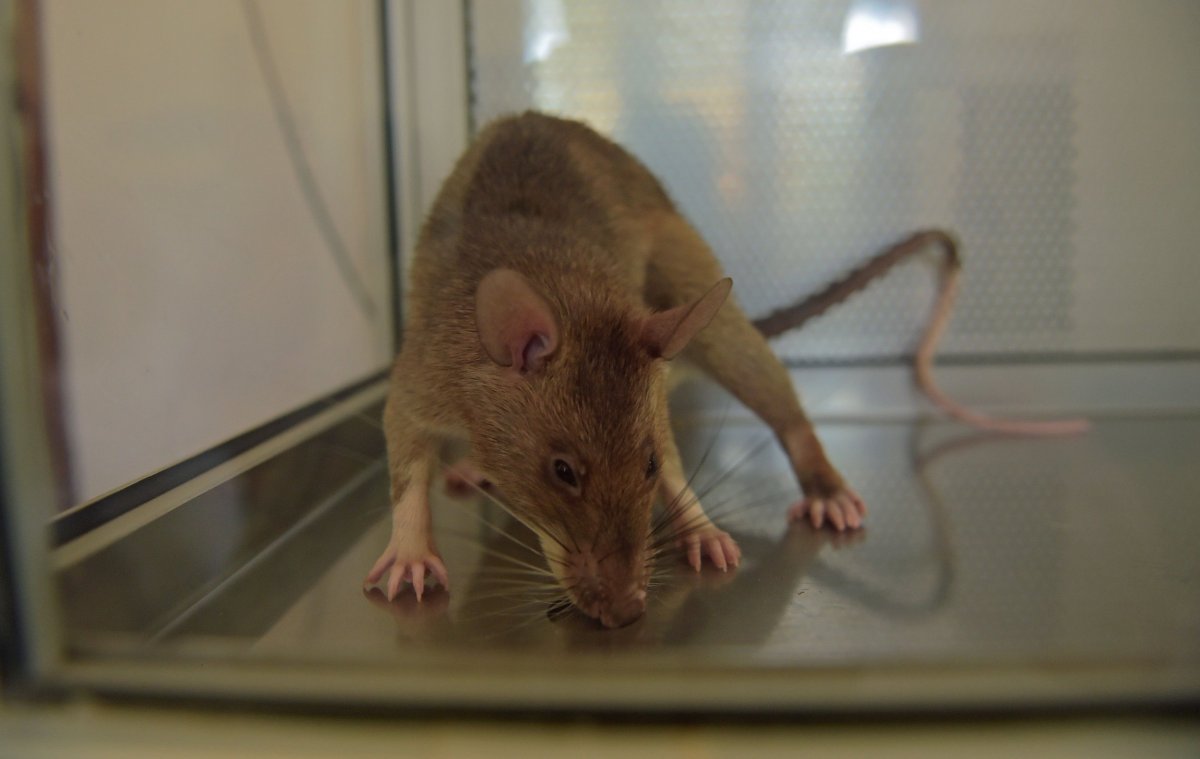 Rats Can Detect This Deadly Disease in Children More Accurately than ...