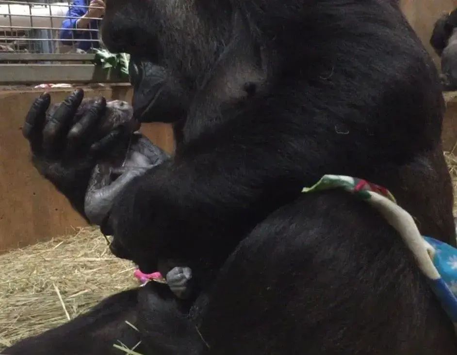 Watch: Gorilla Gives Birth to First Son Moke at Smithsonian Zoo