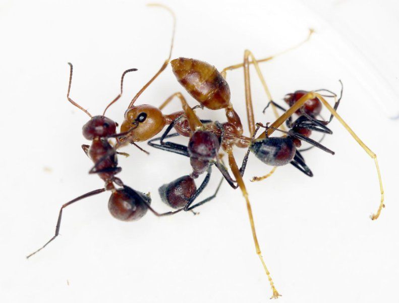 Exploding Ants: New Species Bursts Into Toxic Goo to Destroy Its ...