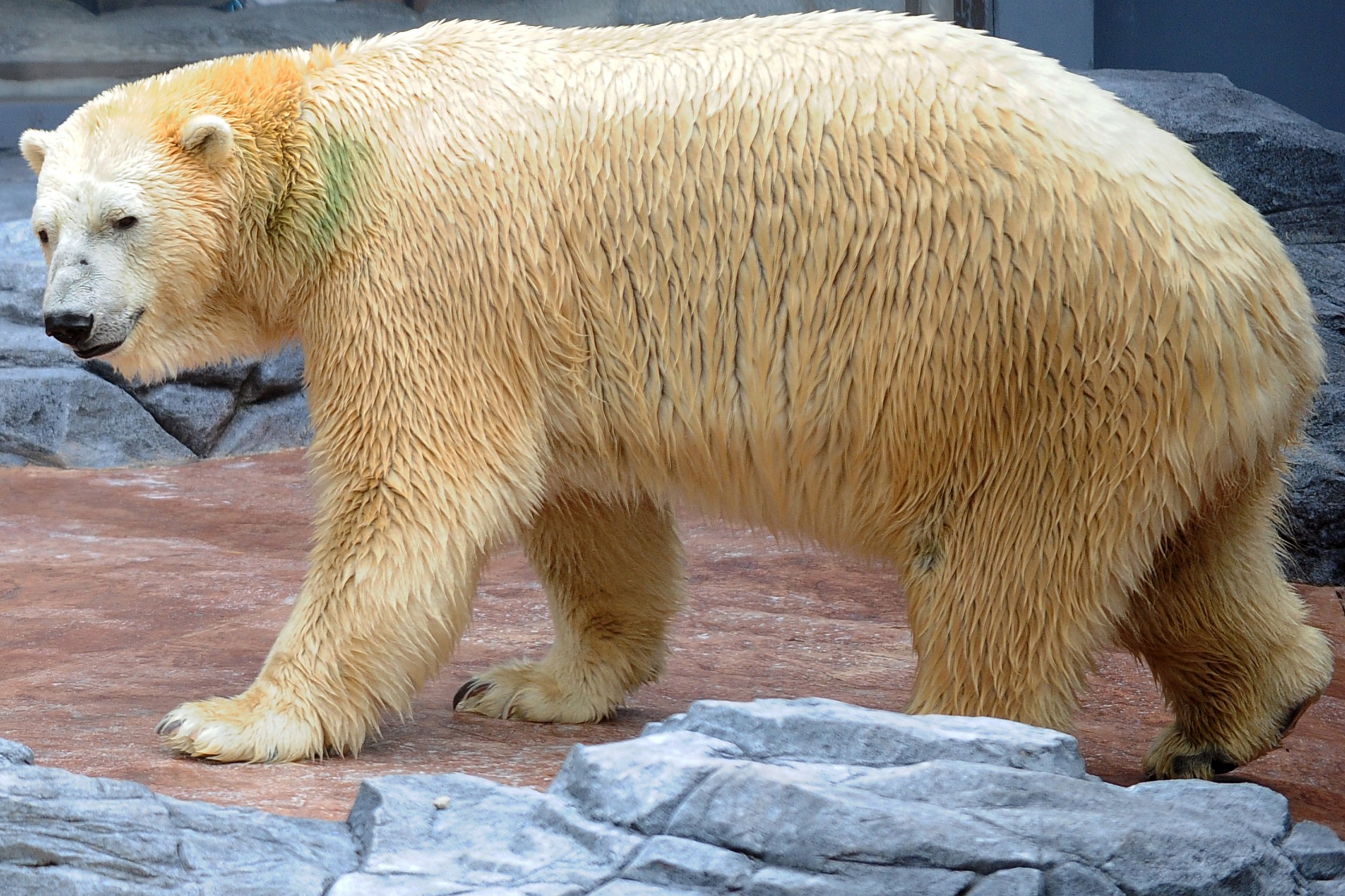 900263-inuka-polar-bear.jpg?w=