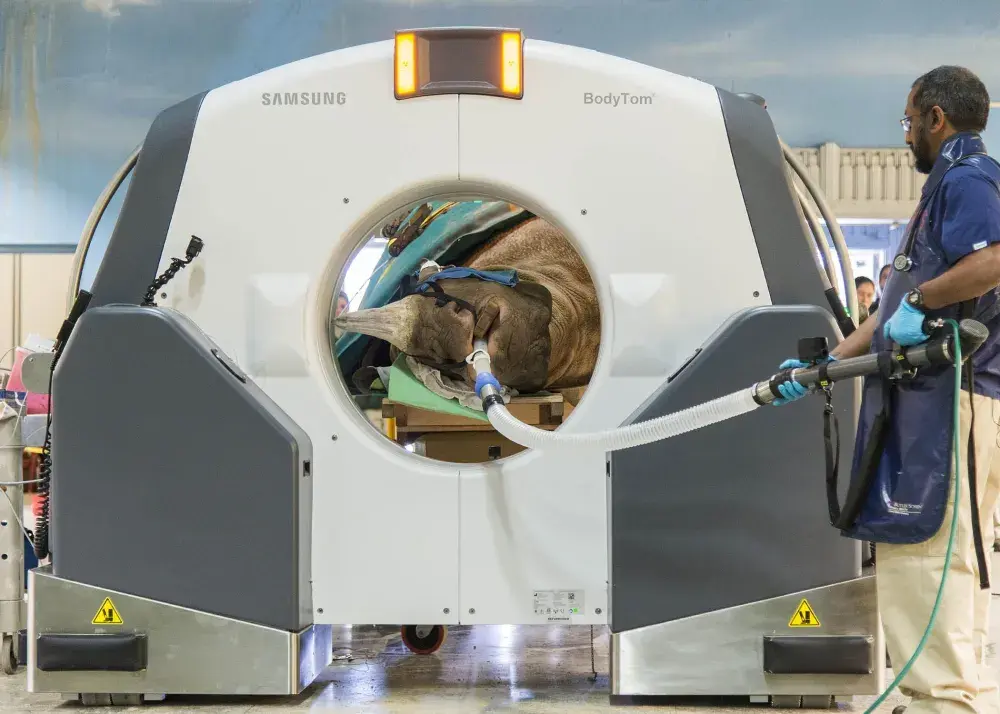 World’s First Rhino CT Scan Performed at Zoo