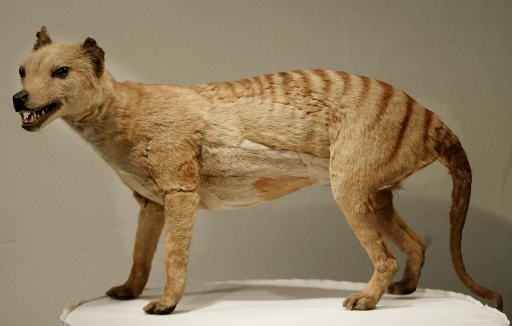 Could Gene-Editing Technology Bring Back the Extinct Tasmanian