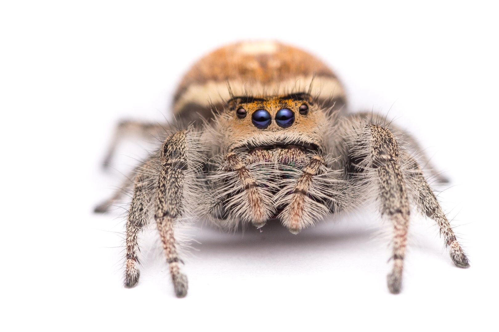 Watch This Extraordinary Footage of a Jumping Spider, Which Will