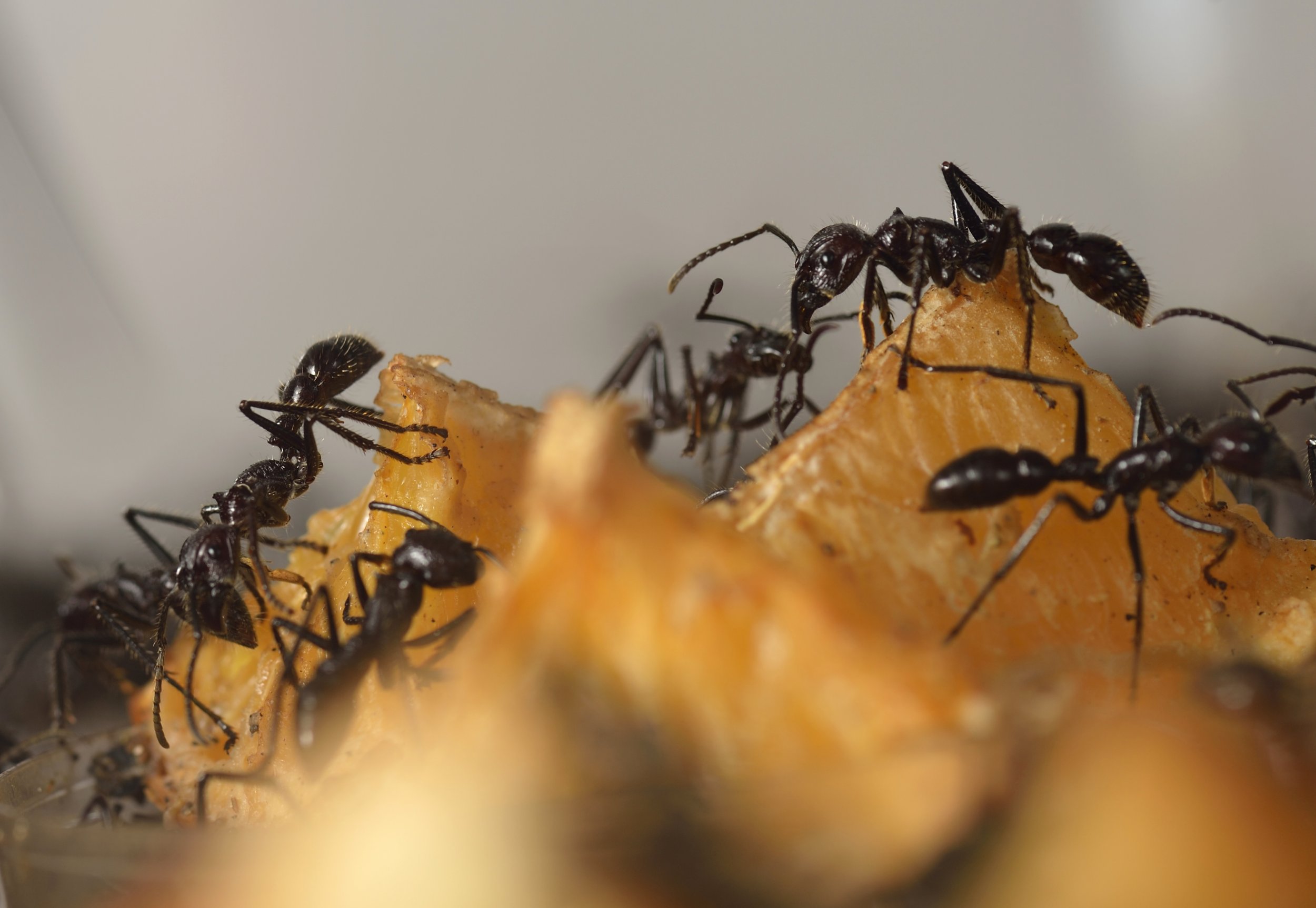 Alien Ants' Are Invading the U.S. Through Global Trade - Newsweek