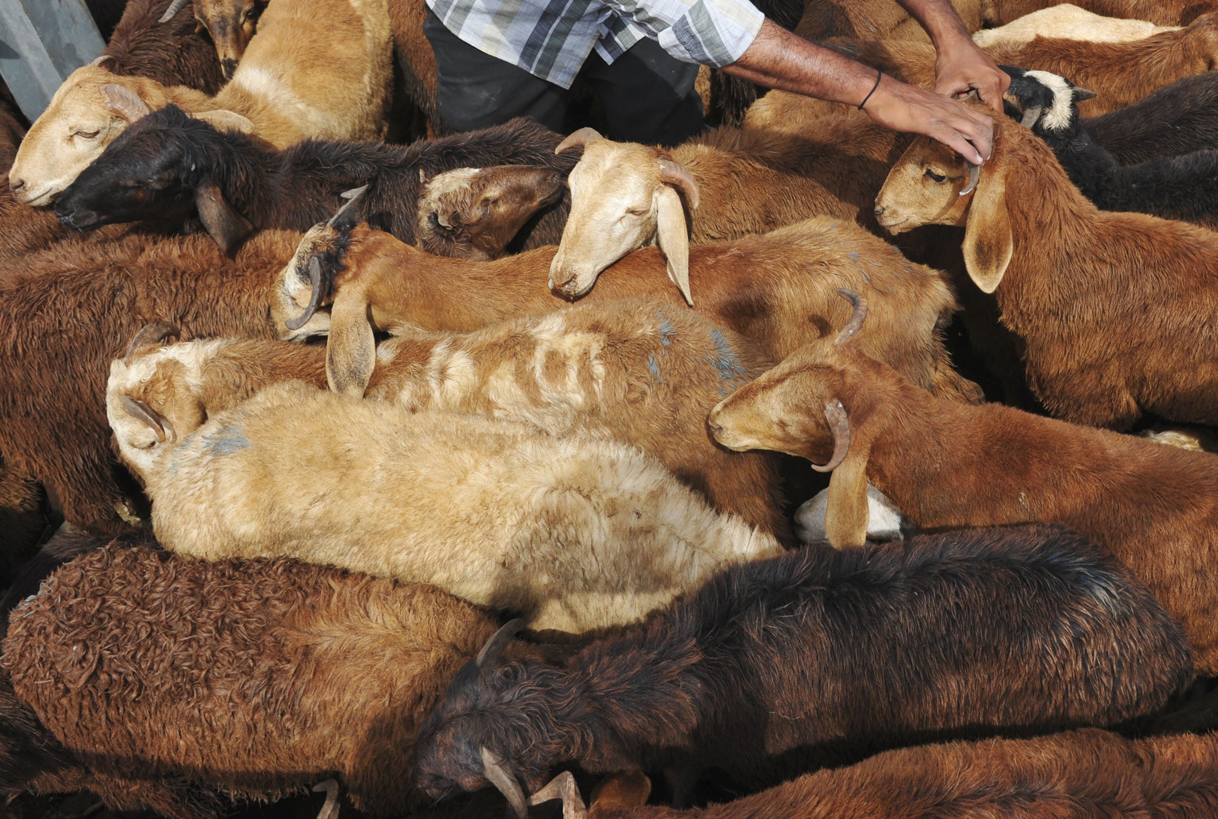 Sex-Crazed Goats Face Mass Castration After Causing Mayhem in