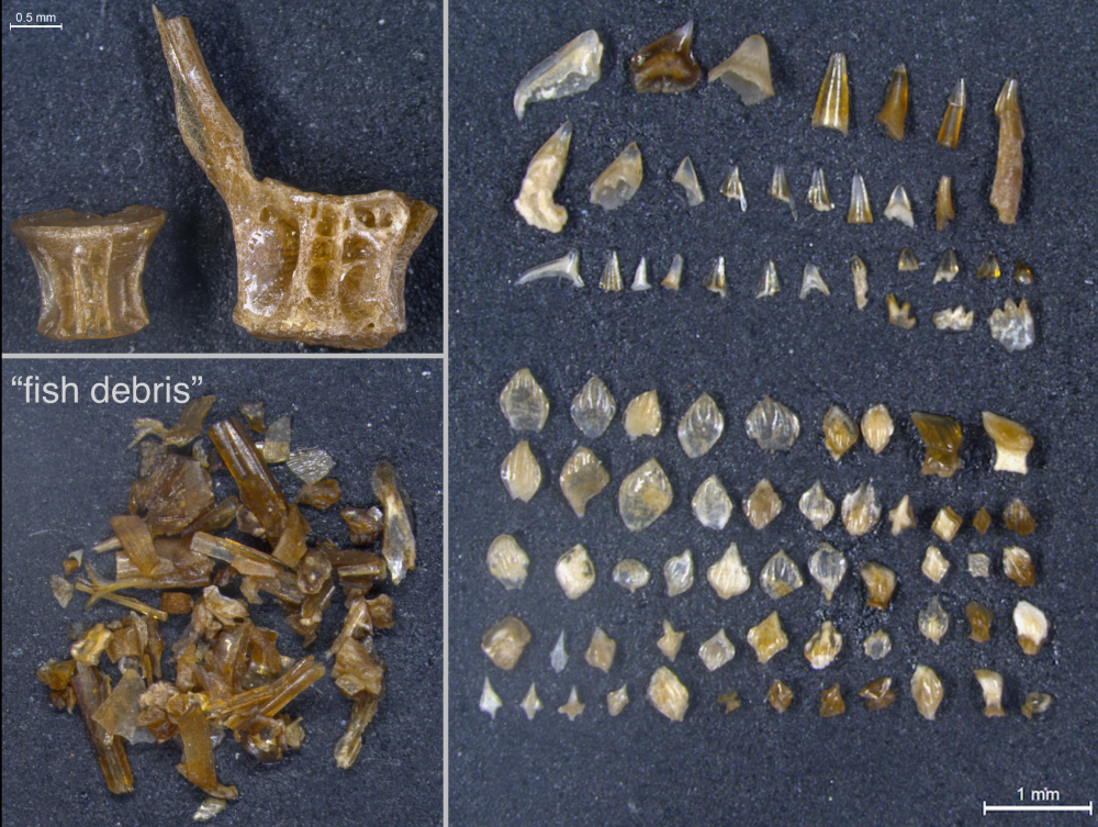 Chicxulub Asteroid: Dinosaur-Killing Impact Caused 100,000 Years of Climate Change