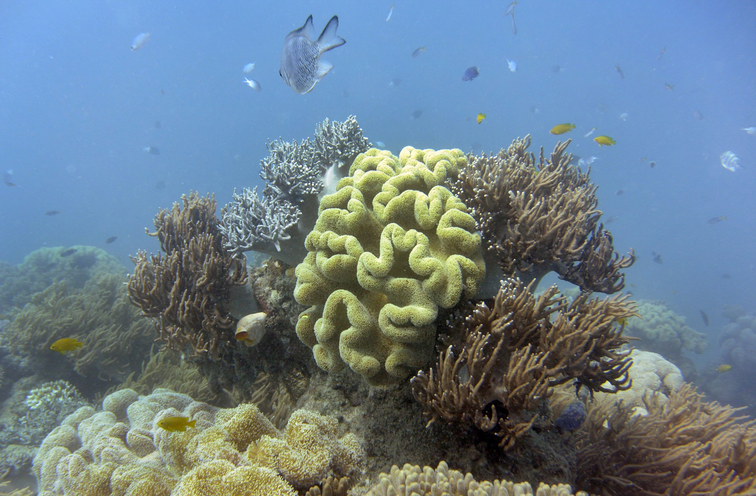 Great Barrier Reef Has Bounced Back From Near Extinction Five