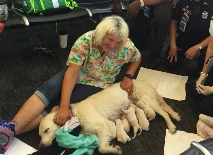 Service Dog Delivers Eight Puppies at Florida Airport - Newsweek