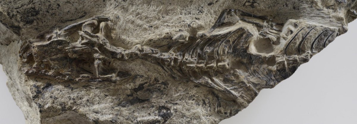 Oldest Ever Lizard Dates Back 240 Million Years And Rewrites Reptile ...