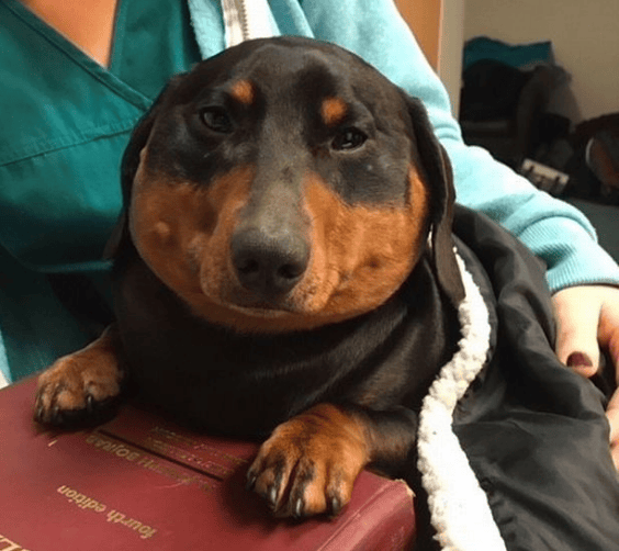 Dog Inflated Like a Balloon After Air Escaped His Windpipe and Got ...