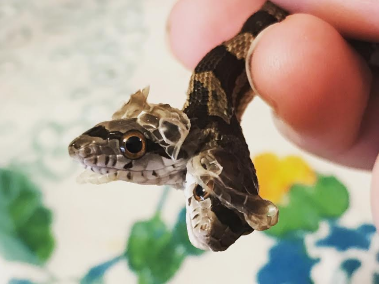Two-Headed Snake Found in Louisiana Backyard Has Different Brains