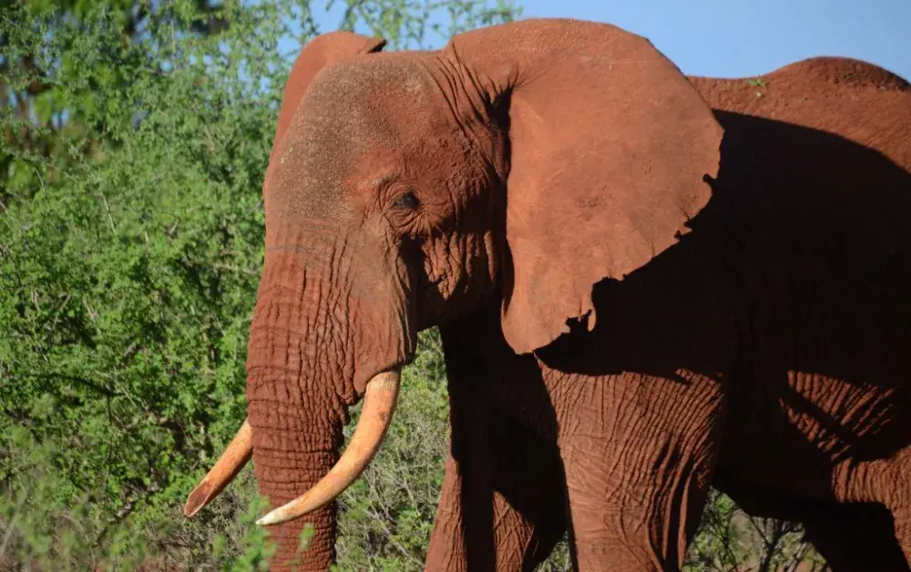 Elephant Spotted Strolling Through Small German Town