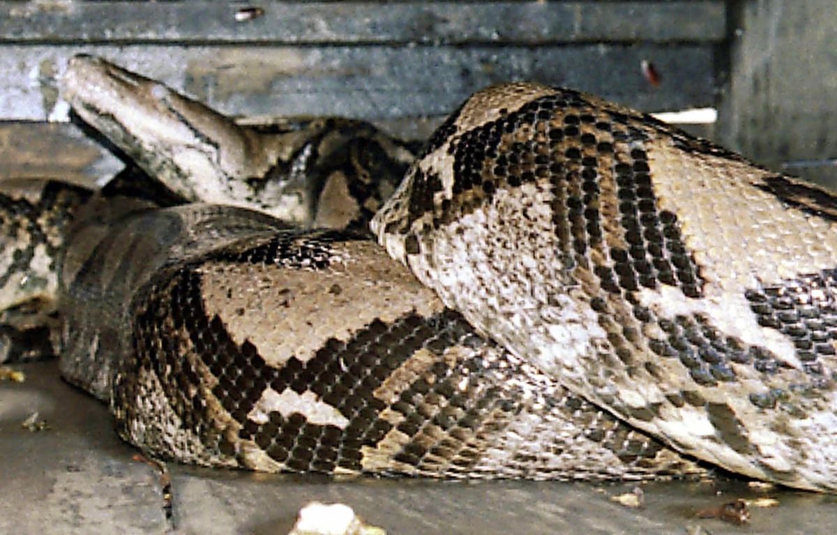 23-Foot-Long Python Devours Indonesian Woman - Newsweek
