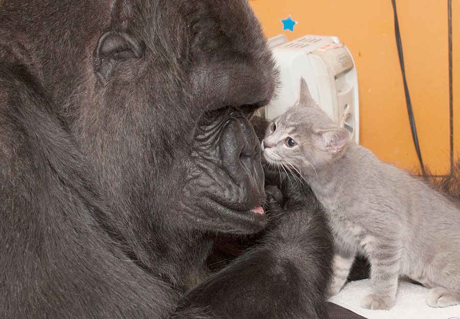 Video: Koko the Gorilla's Most Incredible Moments, From Sign Language to  Playing With Kittens - Newsweek