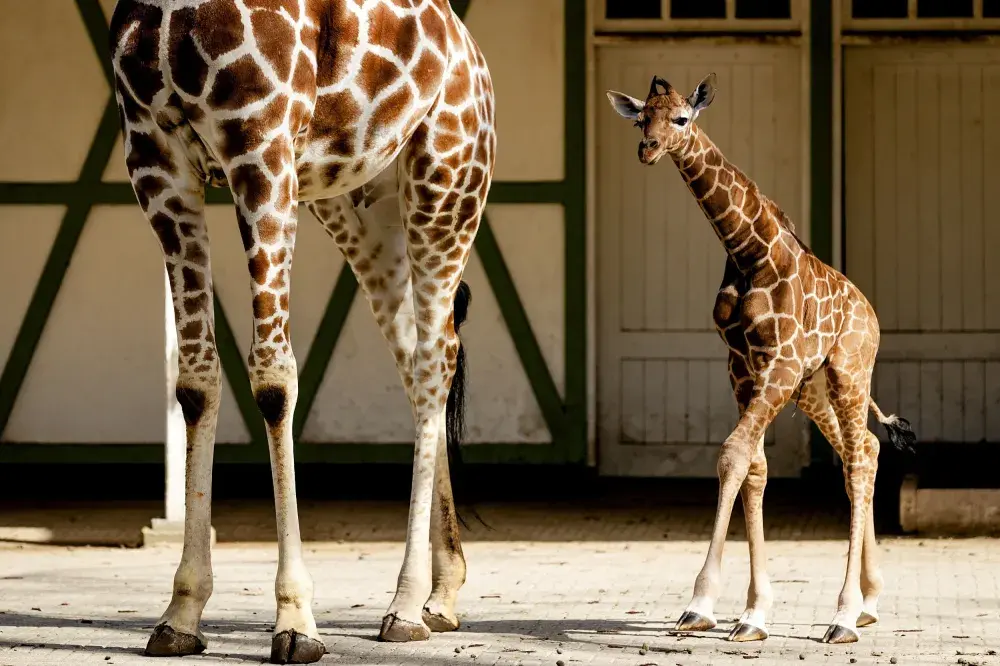 April The Giraffe May Be Pregnant Again, Animal Adventure Park Says