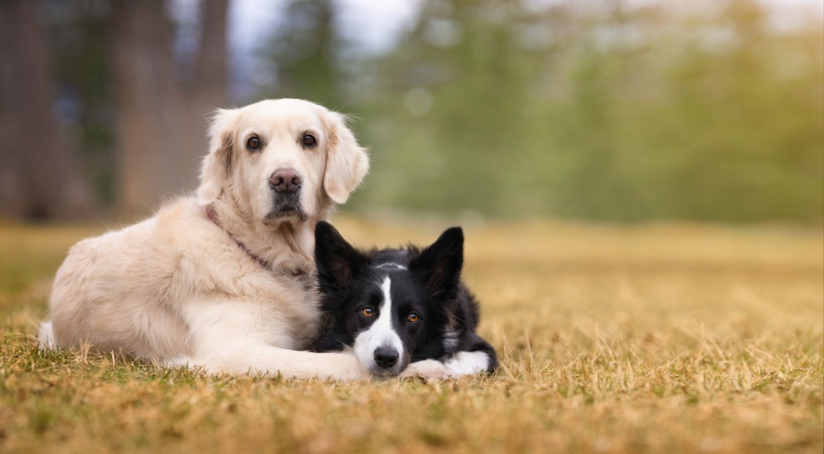 Tears Over the ‘Cutest Bonded Pair’ at Dog Shelter—But There’s a Twist ...