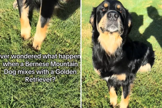 Scooby el perro jugando en la hierba